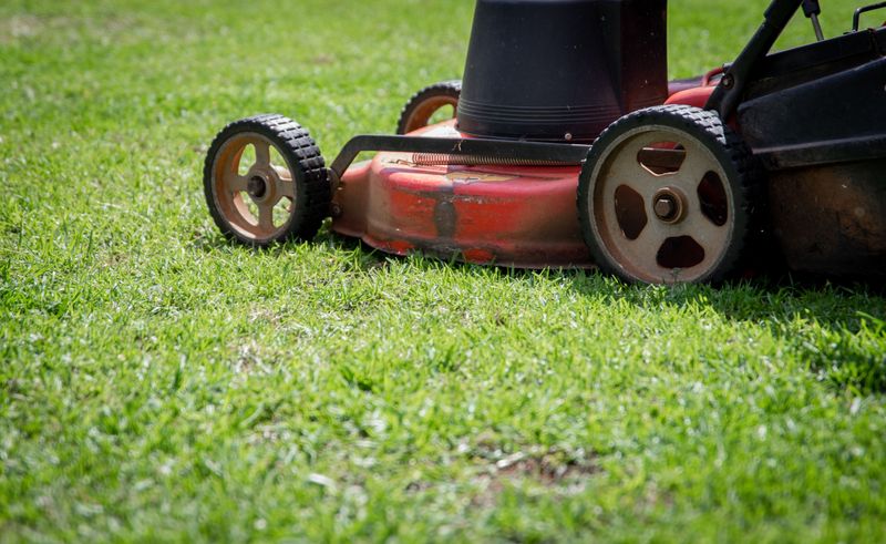 Mow Tall Grass Around The House, Kennel, And Main Walking Routes