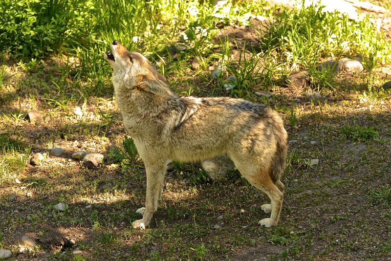 Give the Coyote an Escape Route
