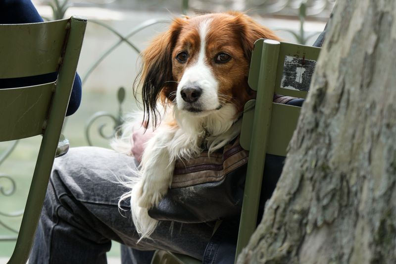 Find Pet-Friendly Hotels Before You Need One