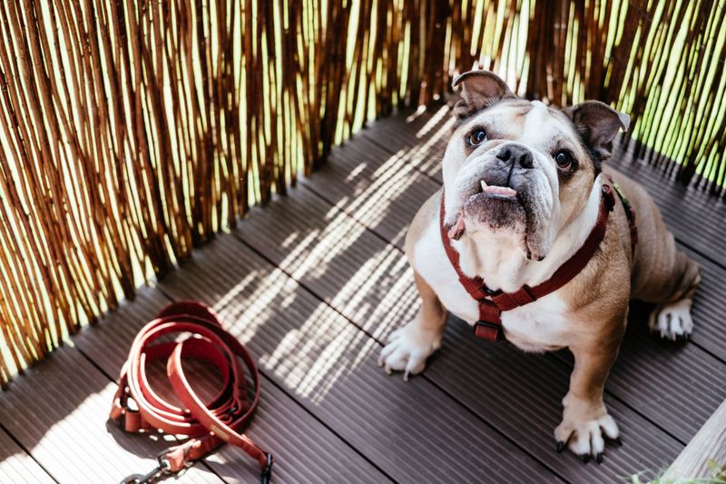 Keep a Leash and Carrier Easy to Grab