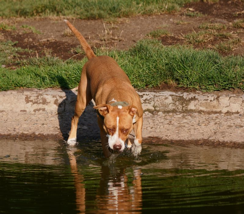 Stagnant Water Can Become a Health Concern