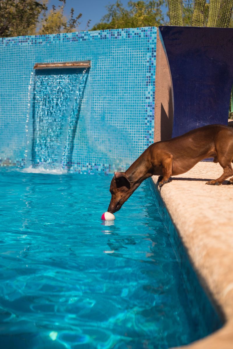 Covers That Sag Under a Dog's Weight