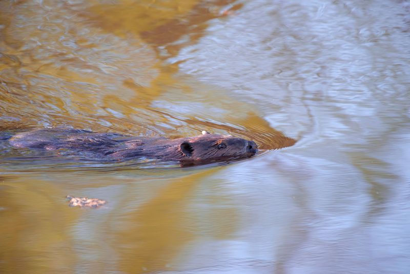 Beavers Near the Waterline