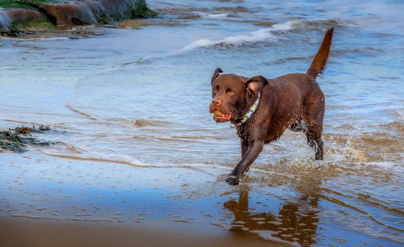 Chesapeake Bay Retriever