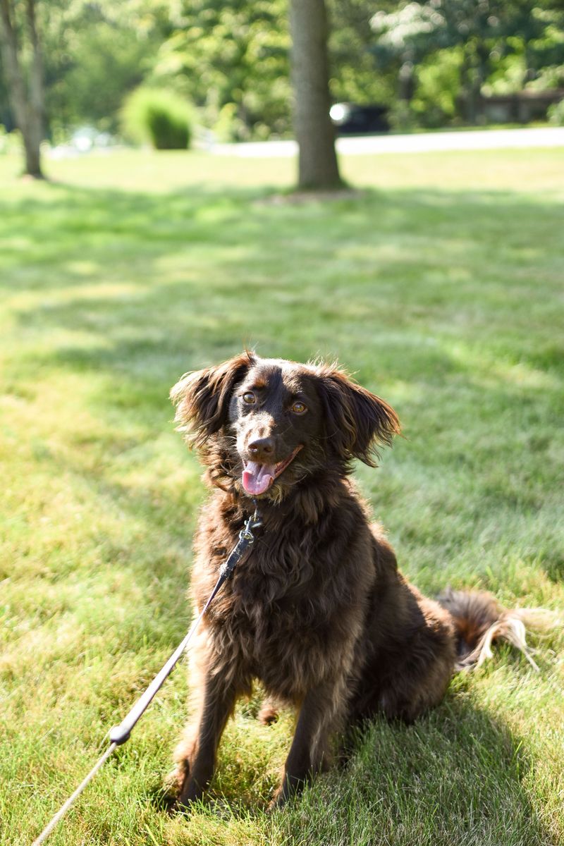 Boykin Spaniel: A Lively Little Paddler