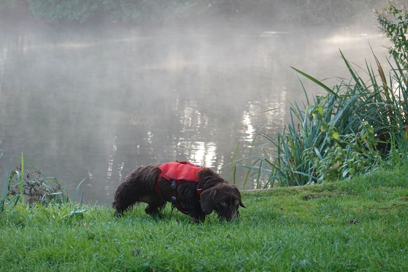 Boykin Spaniel: Small Enough For The Canoe