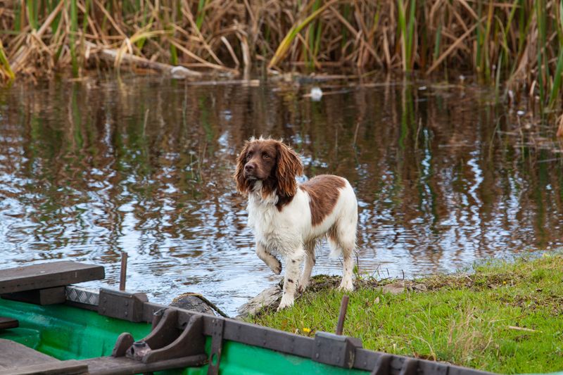 Irish Water Spaniel