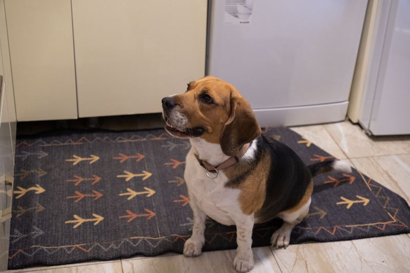 Set Up a Quiet Indoor Scent Trail