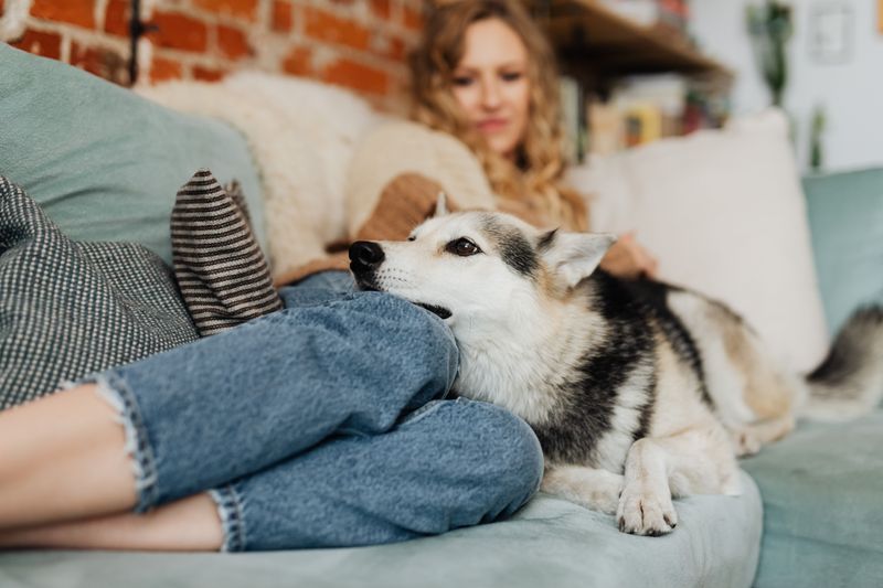 Teach Your Dog To Relax Near You