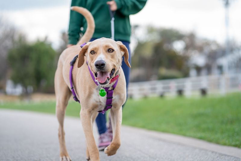 Keep a Leash and Collar Ready