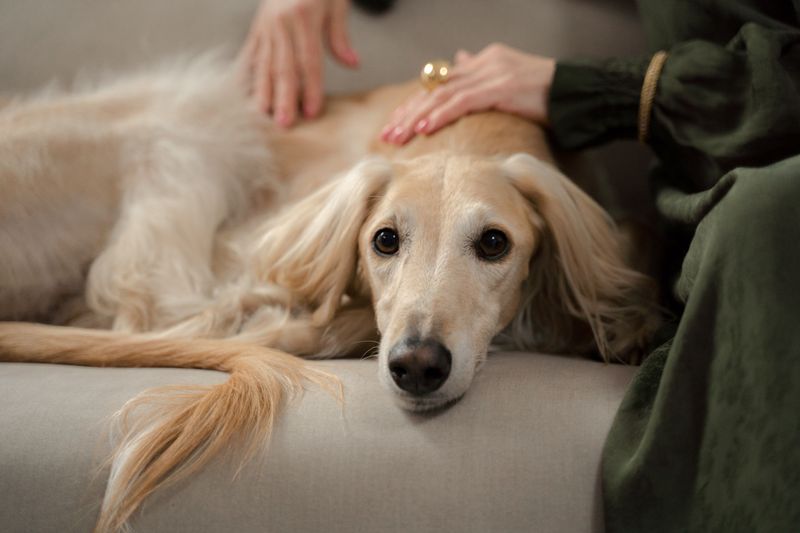 Reinforce Calm Behavior Around Thunder