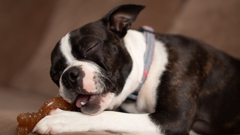 Offer a Safe Long-Lasting Chew