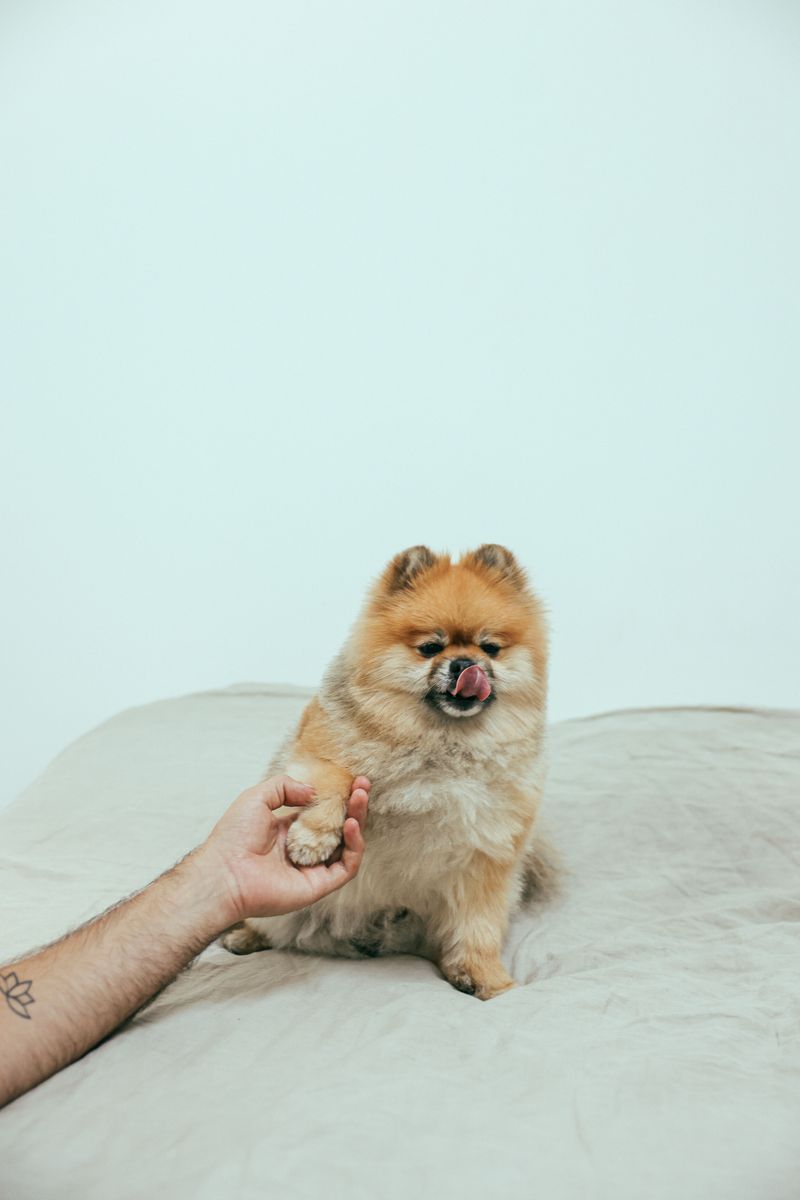 Teach Quiet Tricks Like Paw, Chin Rest, or Nose Touch
