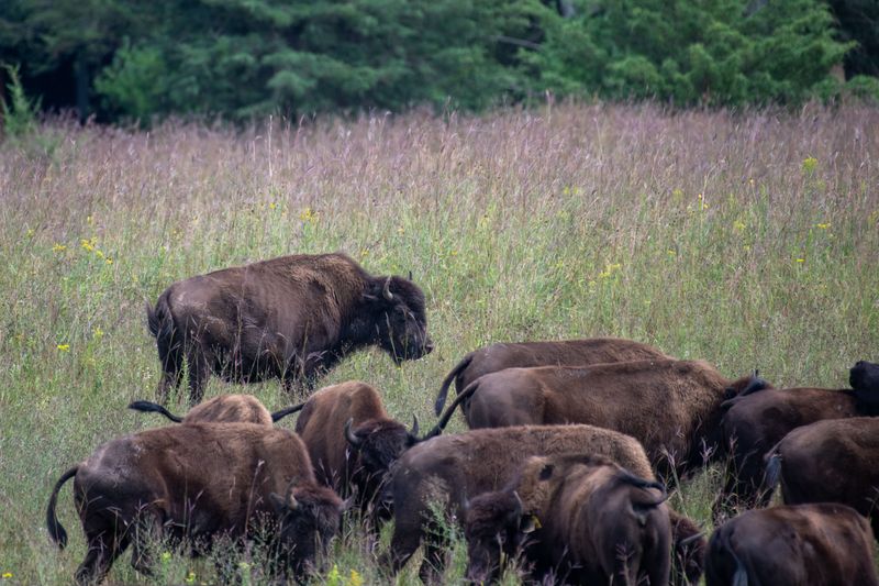 Bison at Wildlife Refuges