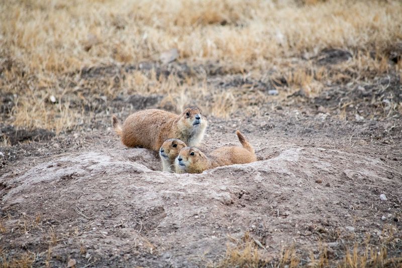 Prairie Dog Towns and Hidden Holes