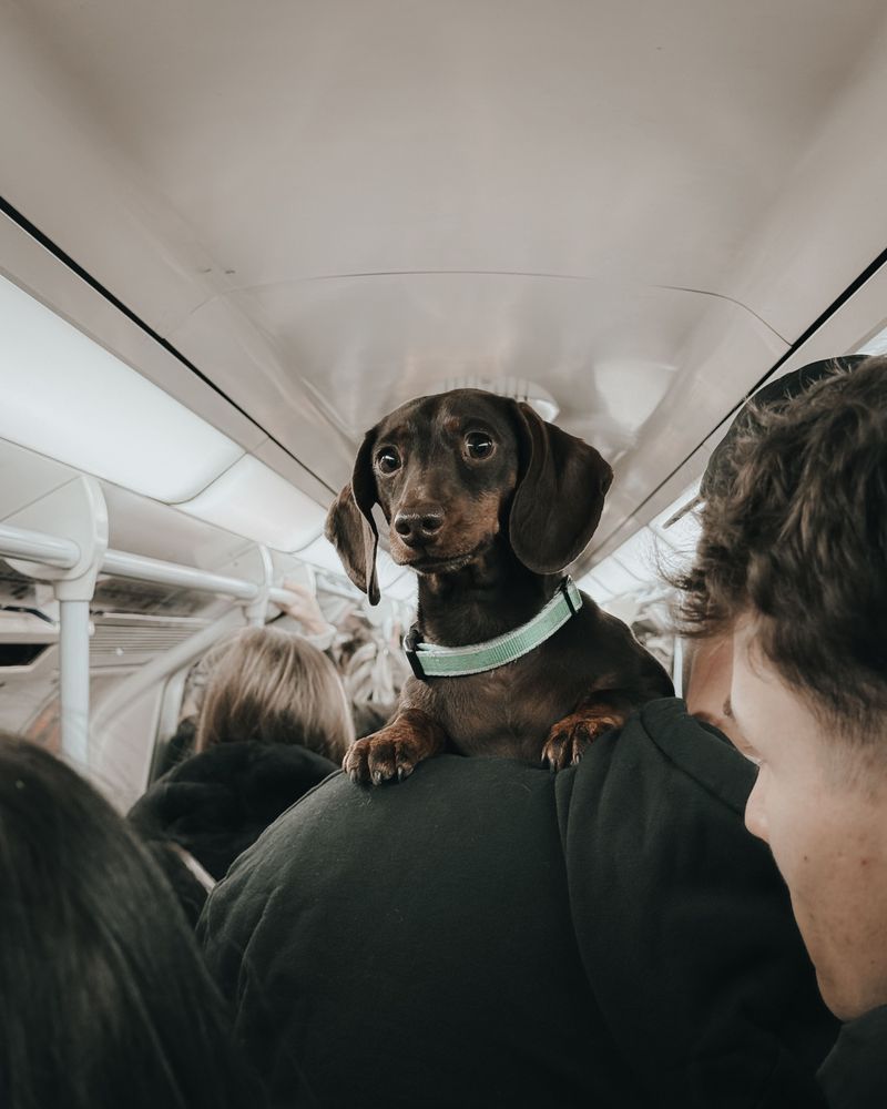 Help Your Dog Handle Crowded Rides