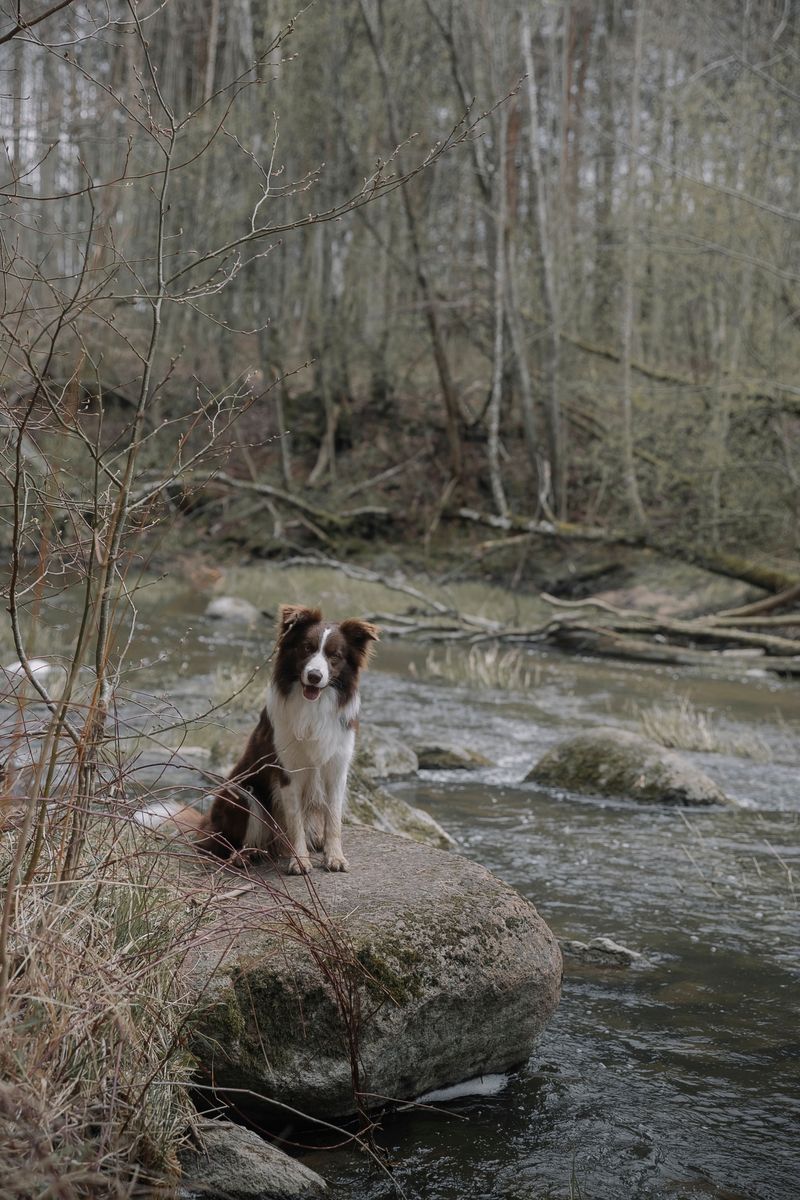 Keep Dogs Away From Fast-Moving Streams