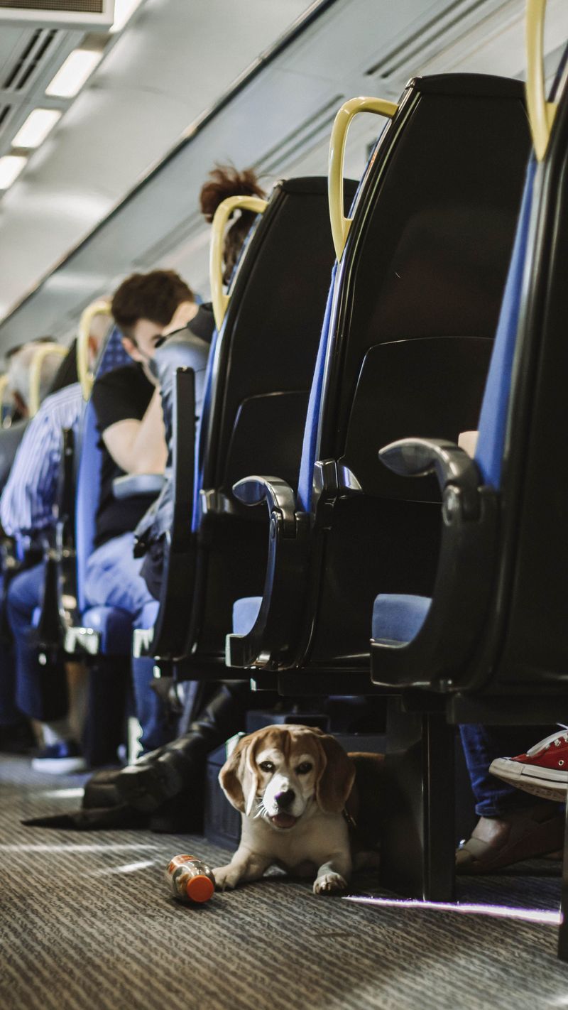 Keep Your Dog and Carrier Out of the Way