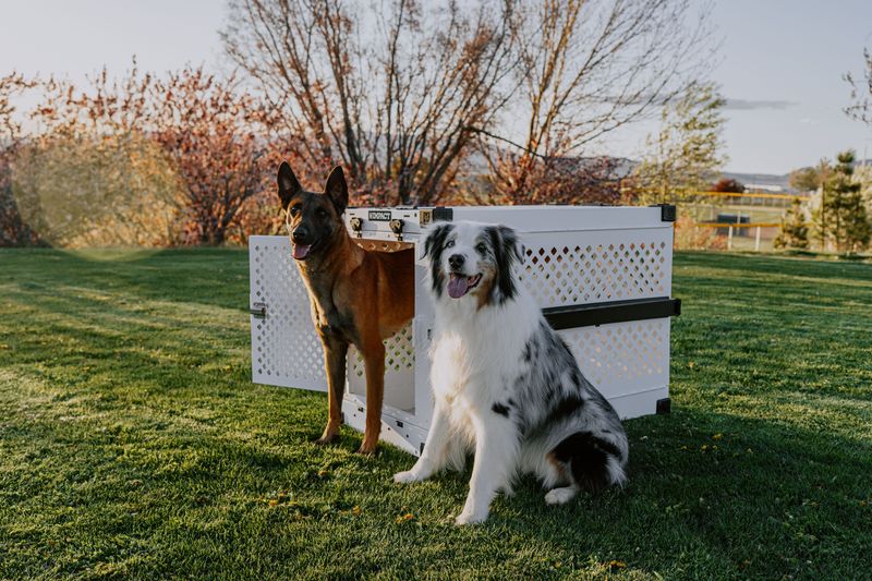 Practice Getting Your Dog Into the Car or Crate