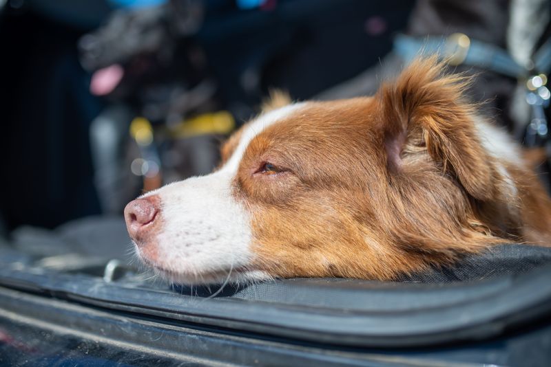 Keep Your Dog Calm During the Evacuation