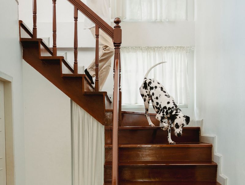 Home Repairs Can Be More Frequent With Active Dogs