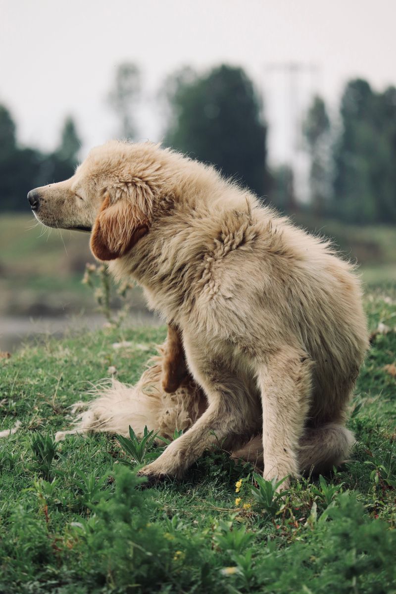 Tick Prevention Should Be Part of the Routine