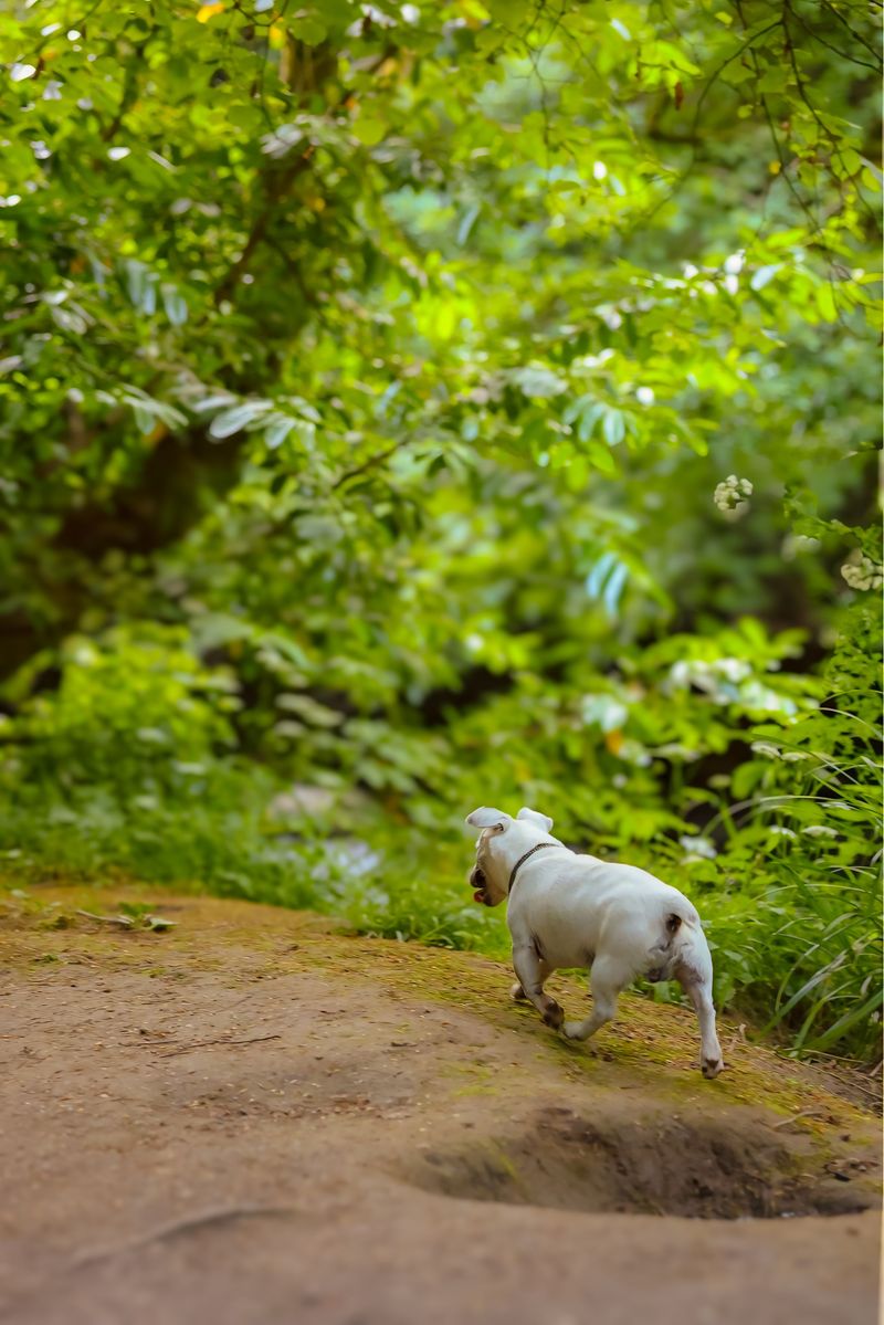 Wildlife Encounters Are Best Avoided
