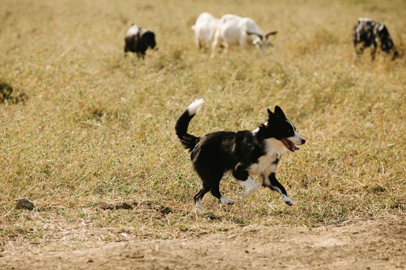 Chasing Livestock Carries Criminal Penalties