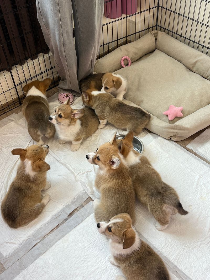 Build A Secure Puppy Yard Or Exercise Pen