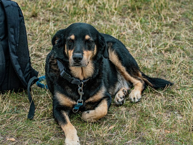 Keep A Second ID Tag With Your Evacuation Supplies