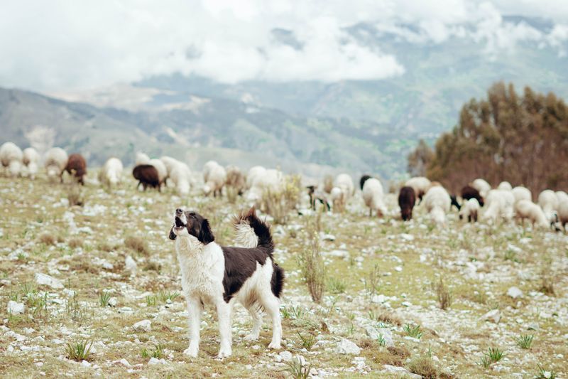 Karakachan Dog