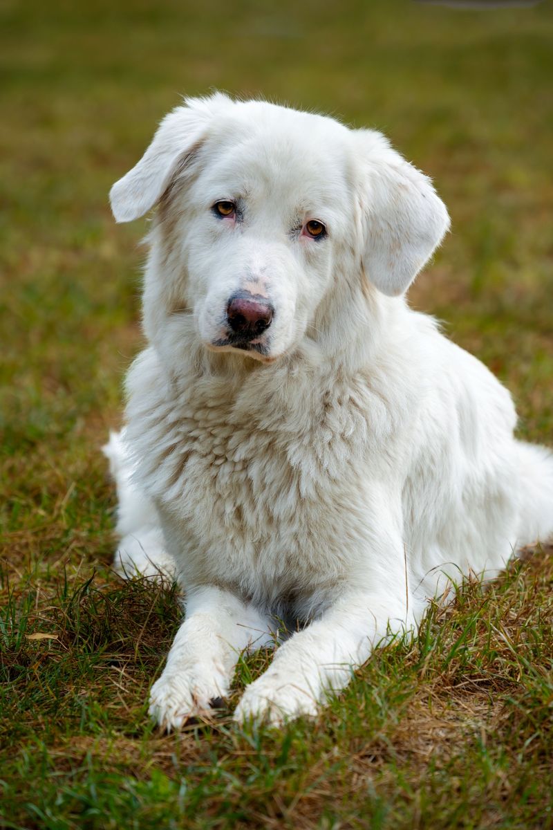 Polish Tatra Sheepdog