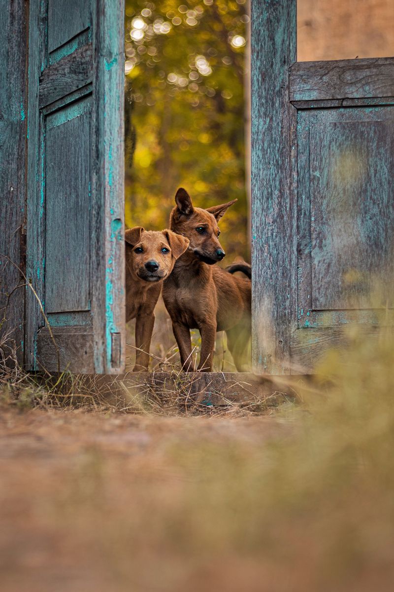 Socialization Arrives At The Front Door