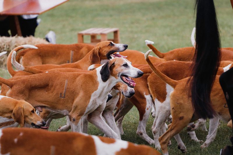 Give Working Dogs A Wide Berth