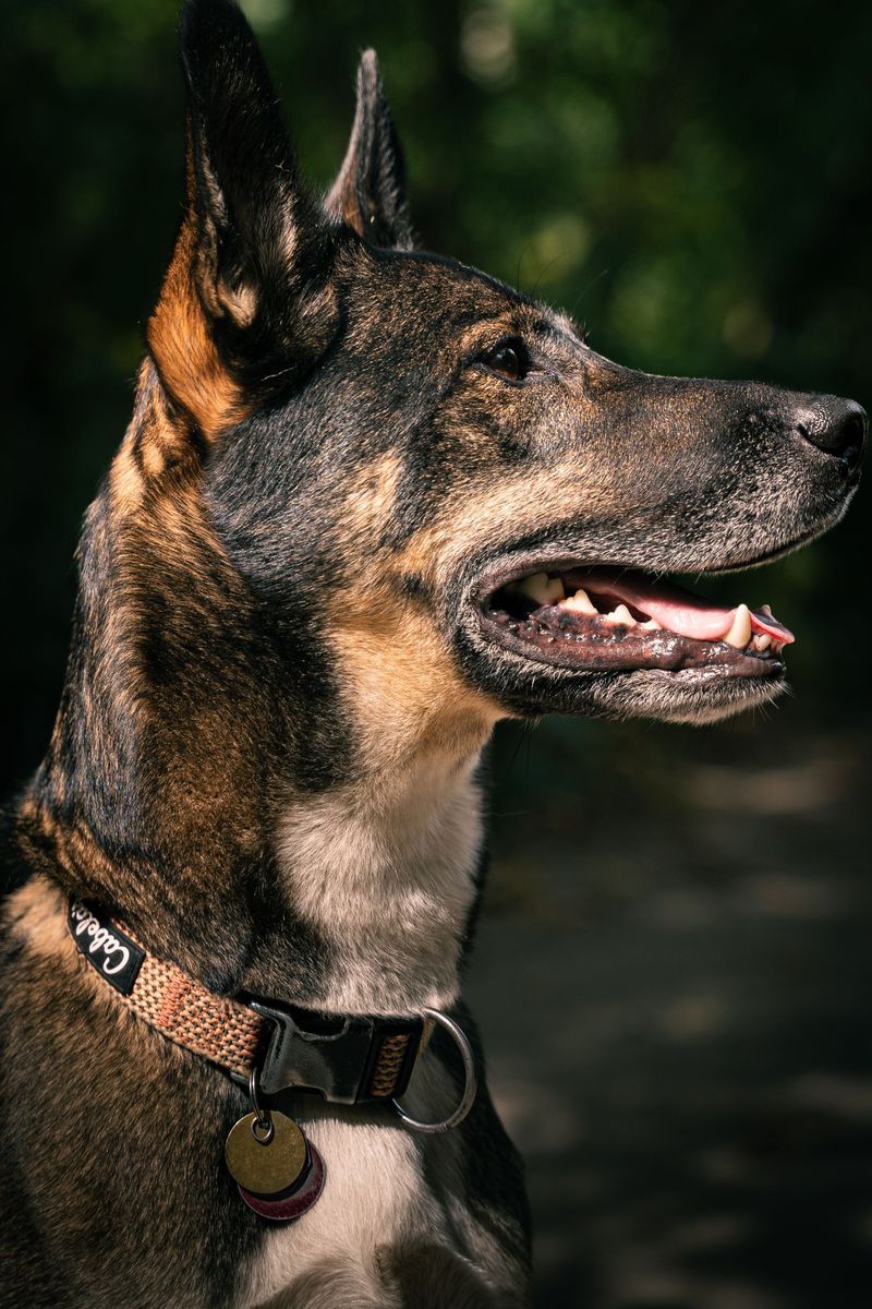 That Metal Rabies Tag Still Counts Statewide