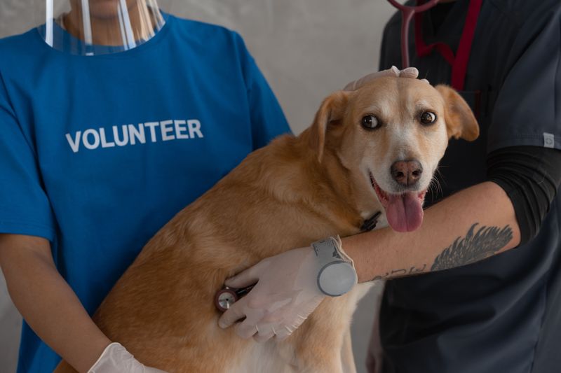 Spay or Neuter Certificate on File