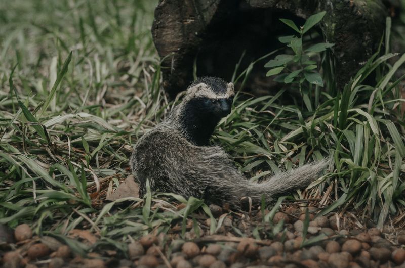 Striped Skunk Surprises