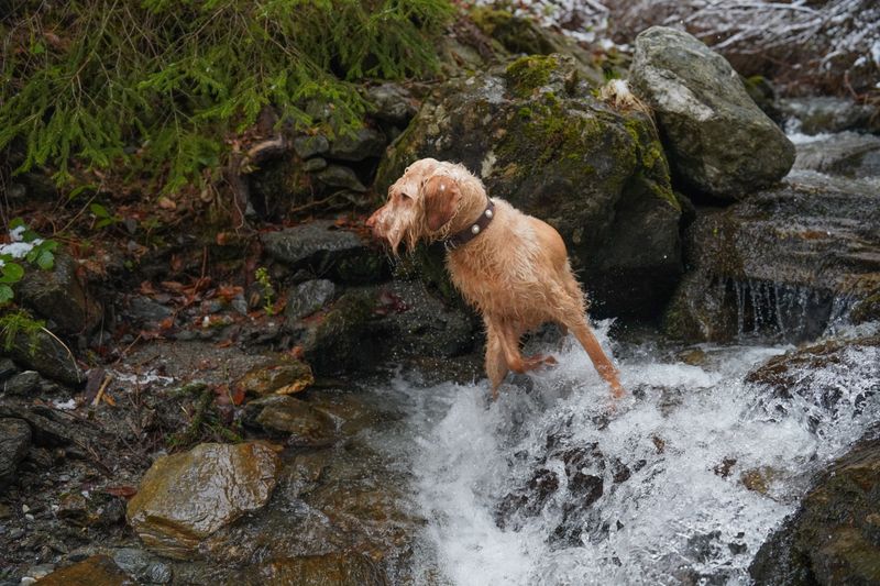 Cold Water Can Tire Dogs Quickly
