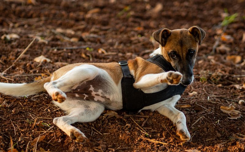 Toy Fox Terrier
