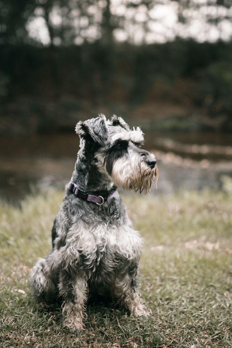 Standard Schnauzer: The Bearded Farmhand