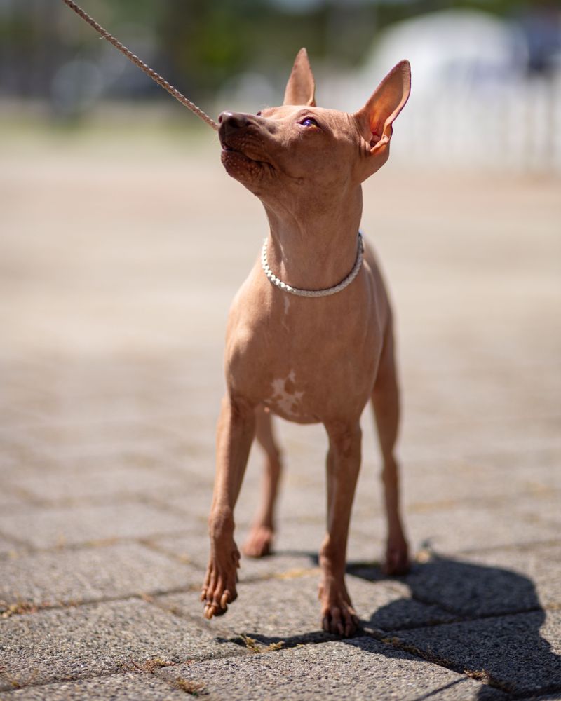 American Hairless Terrier