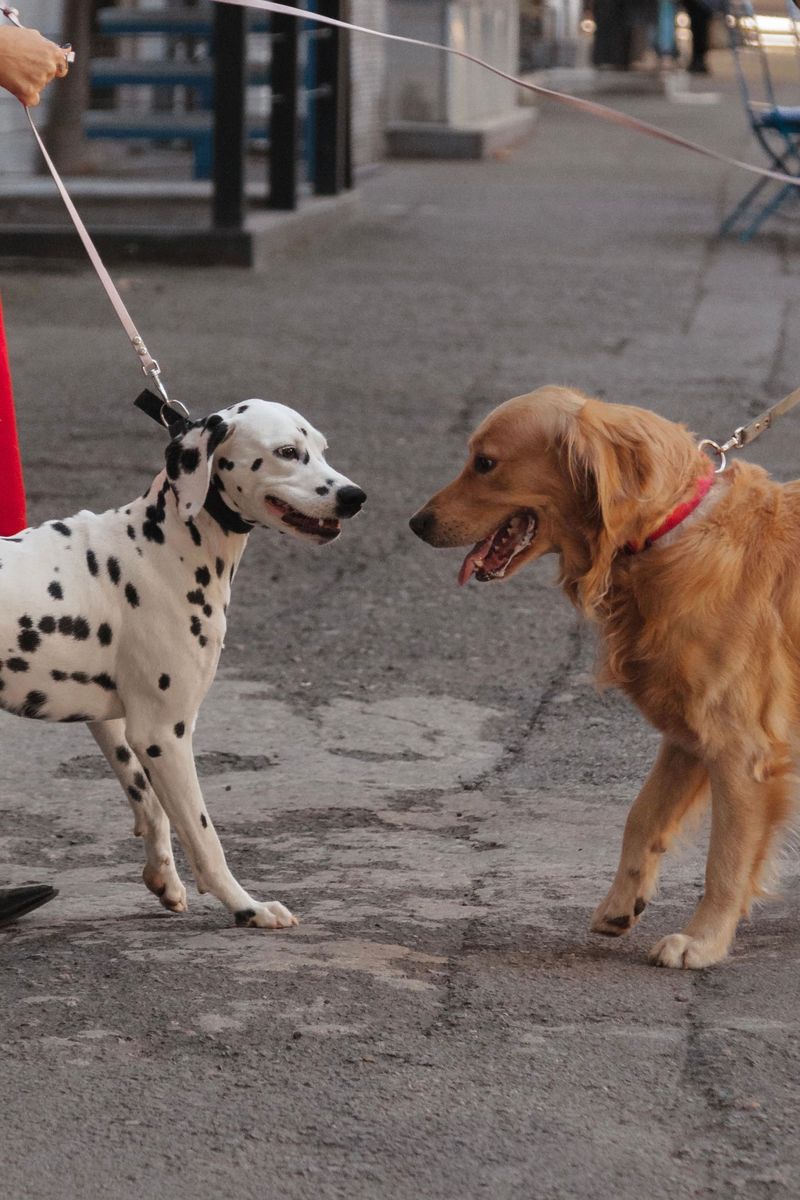 Dog-to-Dog Encounters Pile Up Fast in the City