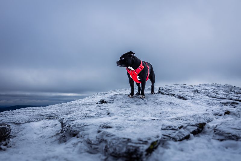Preparing for Cold and Strong Winds