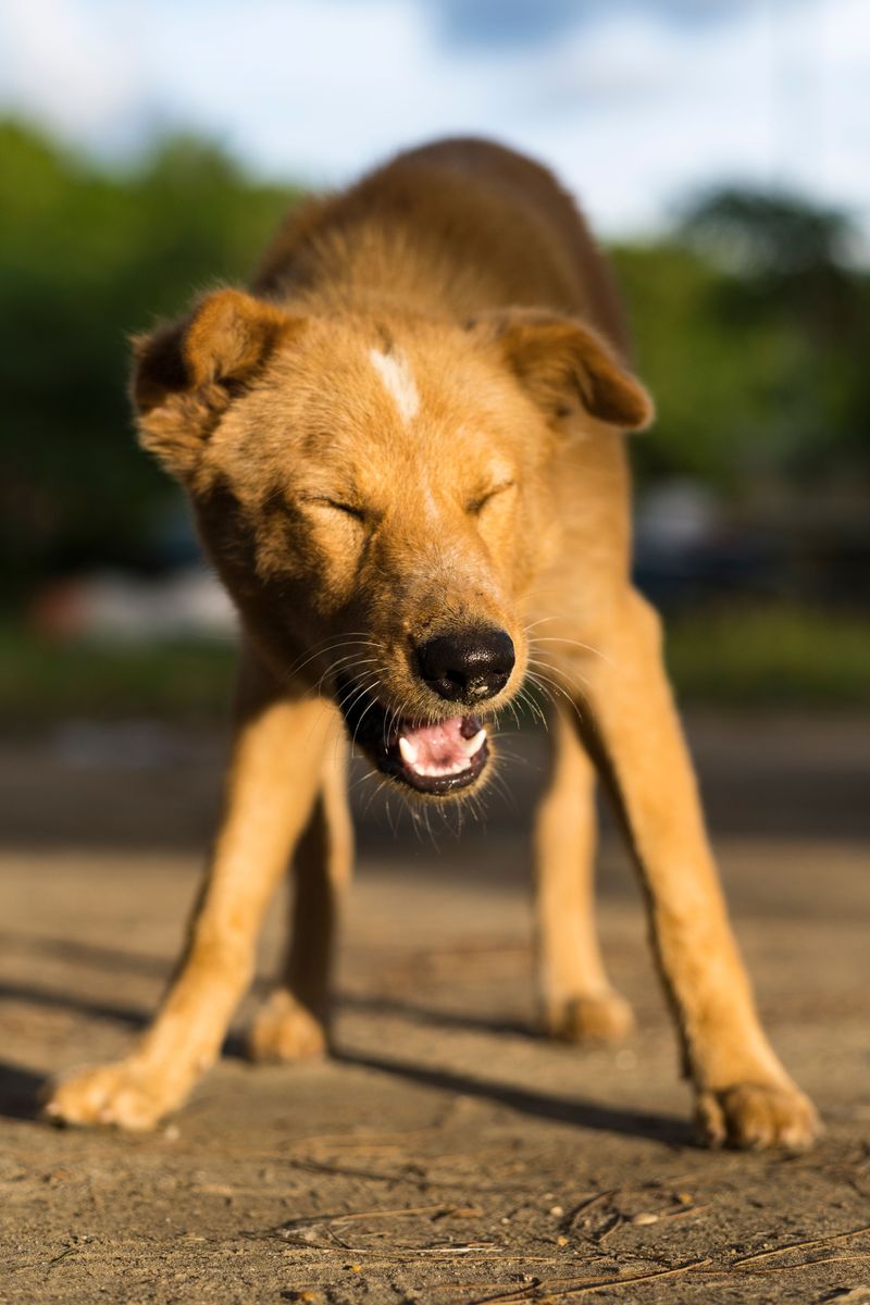Breathing It In Bothers Dogs Too