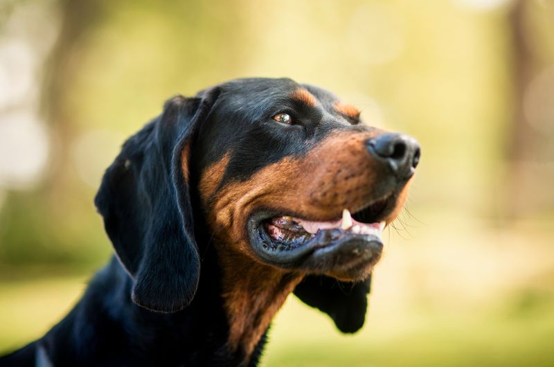Bluetick Coonhound