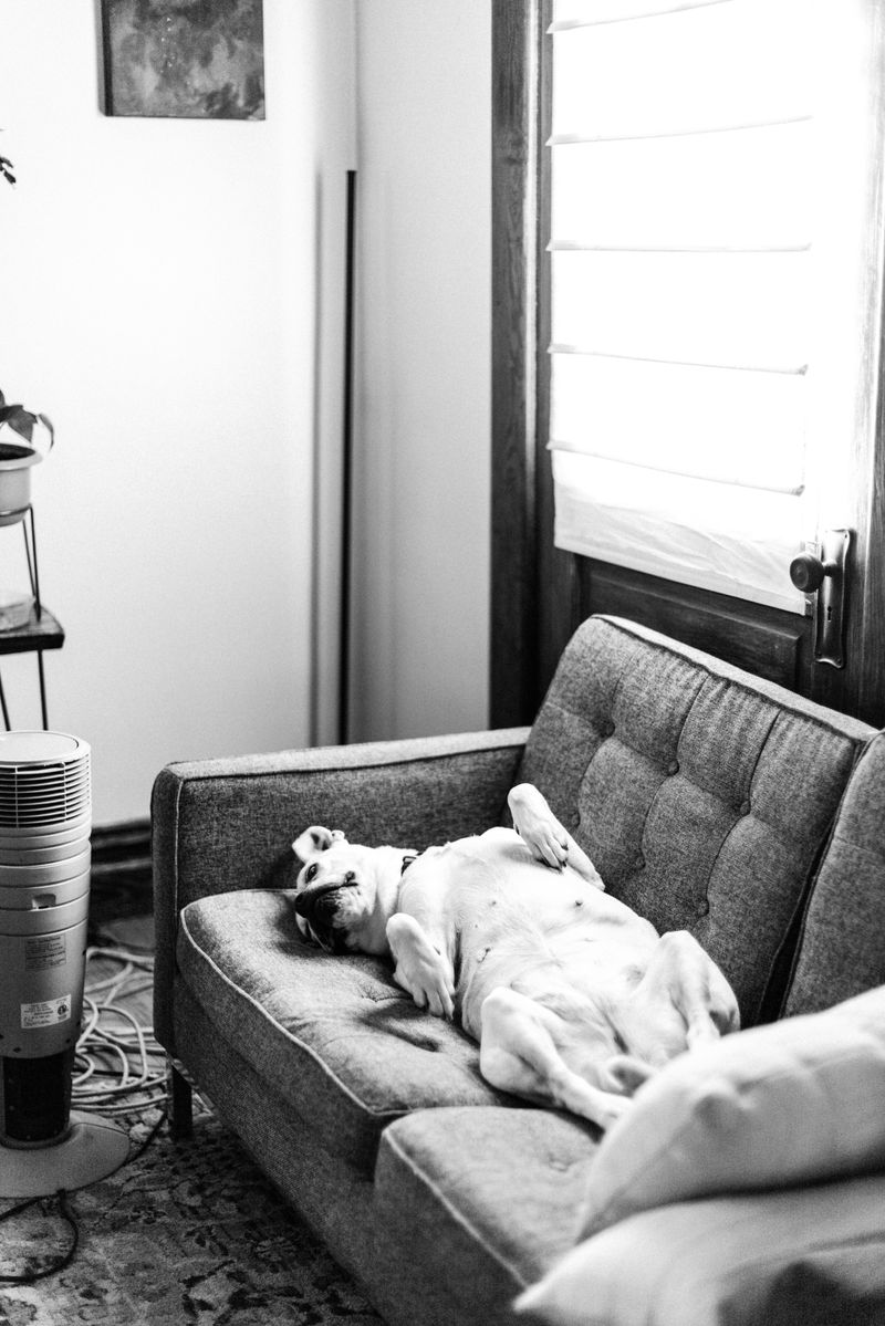 Ignore Dogs Barking in Nearby Apartments