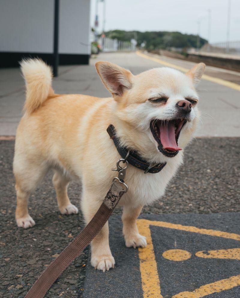 Give Your Dog a Bathroom Break Before Boarding