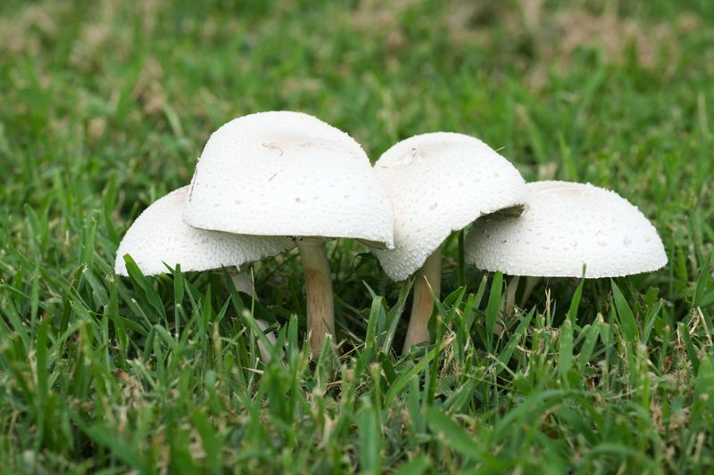 Know The Difference Between Food Mushrooms And Wild Growth