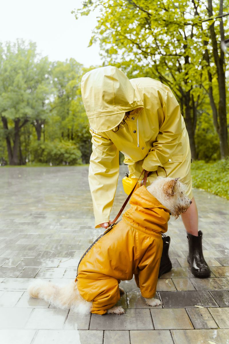 How Owners Can Prepare Dogs Before a Severe Weather Event