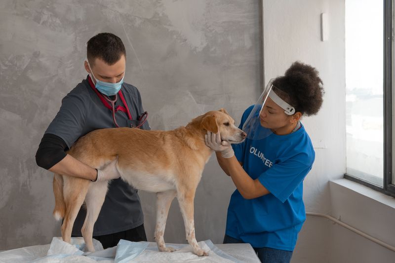 Check Your Dog for Injuries Afterwards
